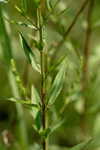 Wing-angle loosestrife